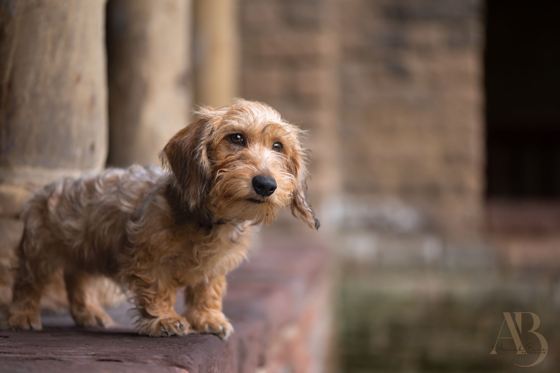hondenfotografie
anouk buis fotografie
fotoshoot honden
