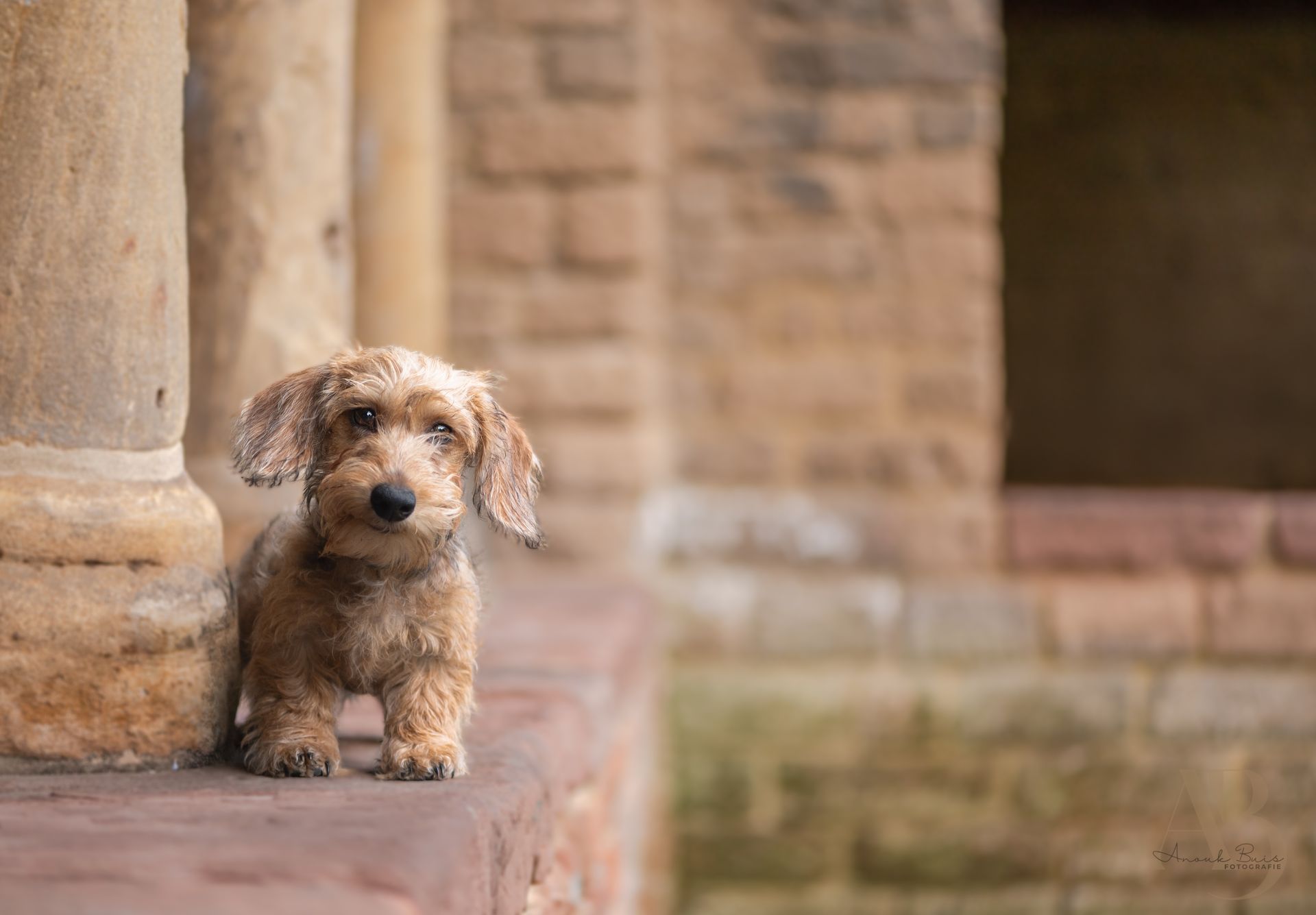 hondenfotografie
anouk buis fotografie
fotoshoot honden
