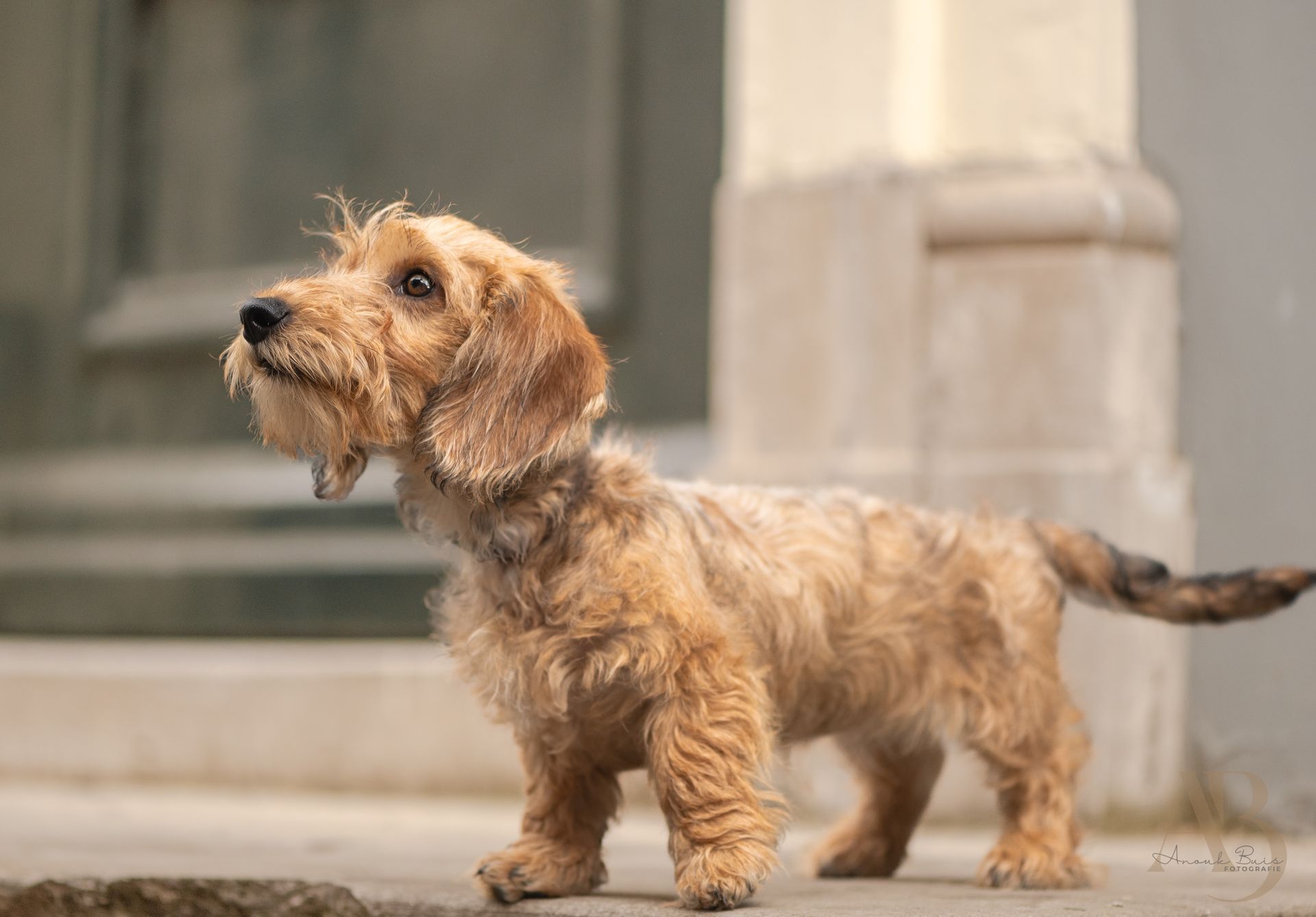 hondenfotografie
anouk buis fotografie
fotoshoot honden

