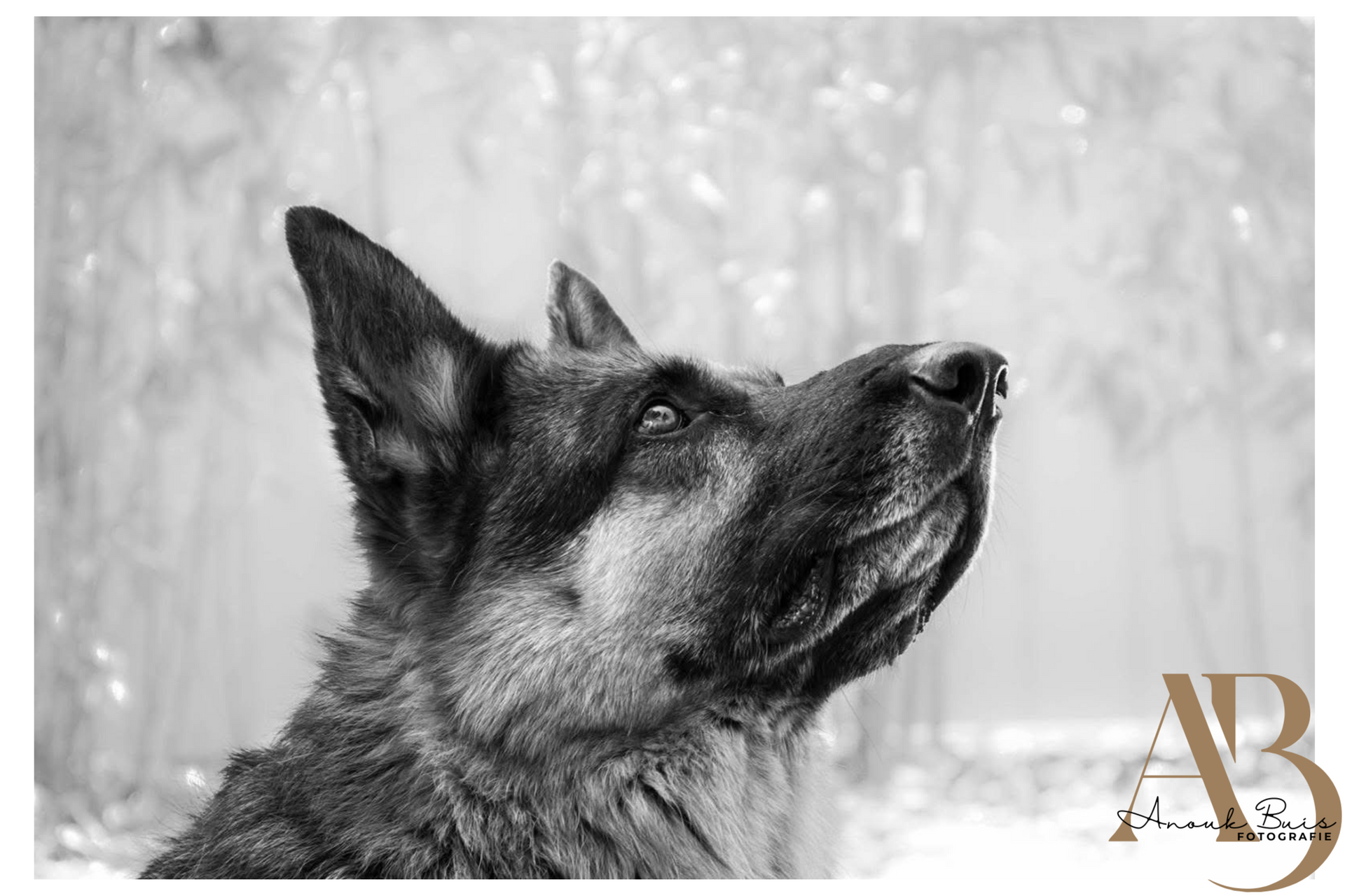 honden fotografie