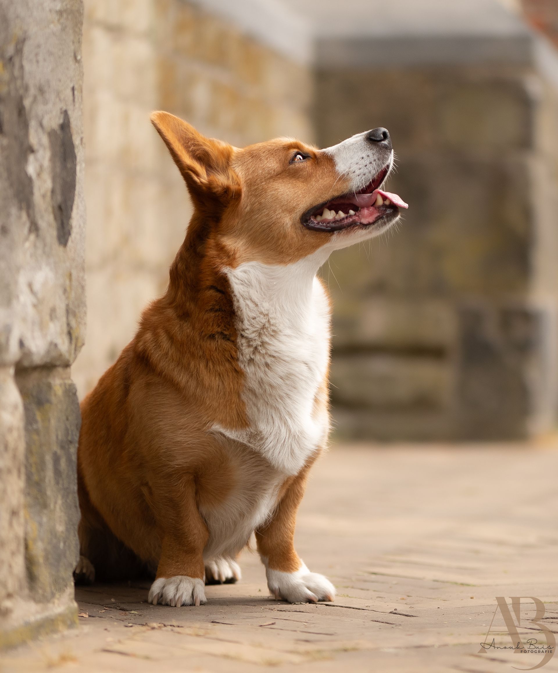 hondenfotografie
anouk buis fotografie