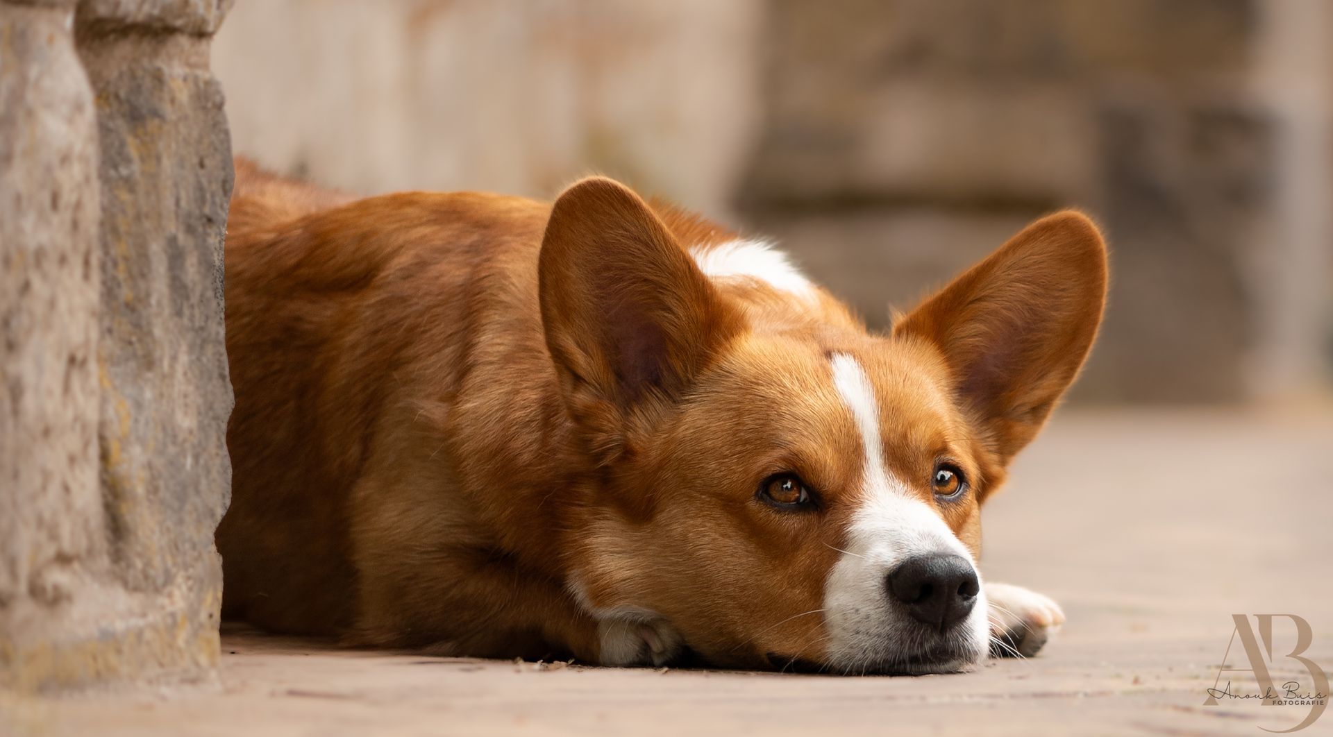 hondenfotografie
anouk buis fotografie
fotoshoot honden
