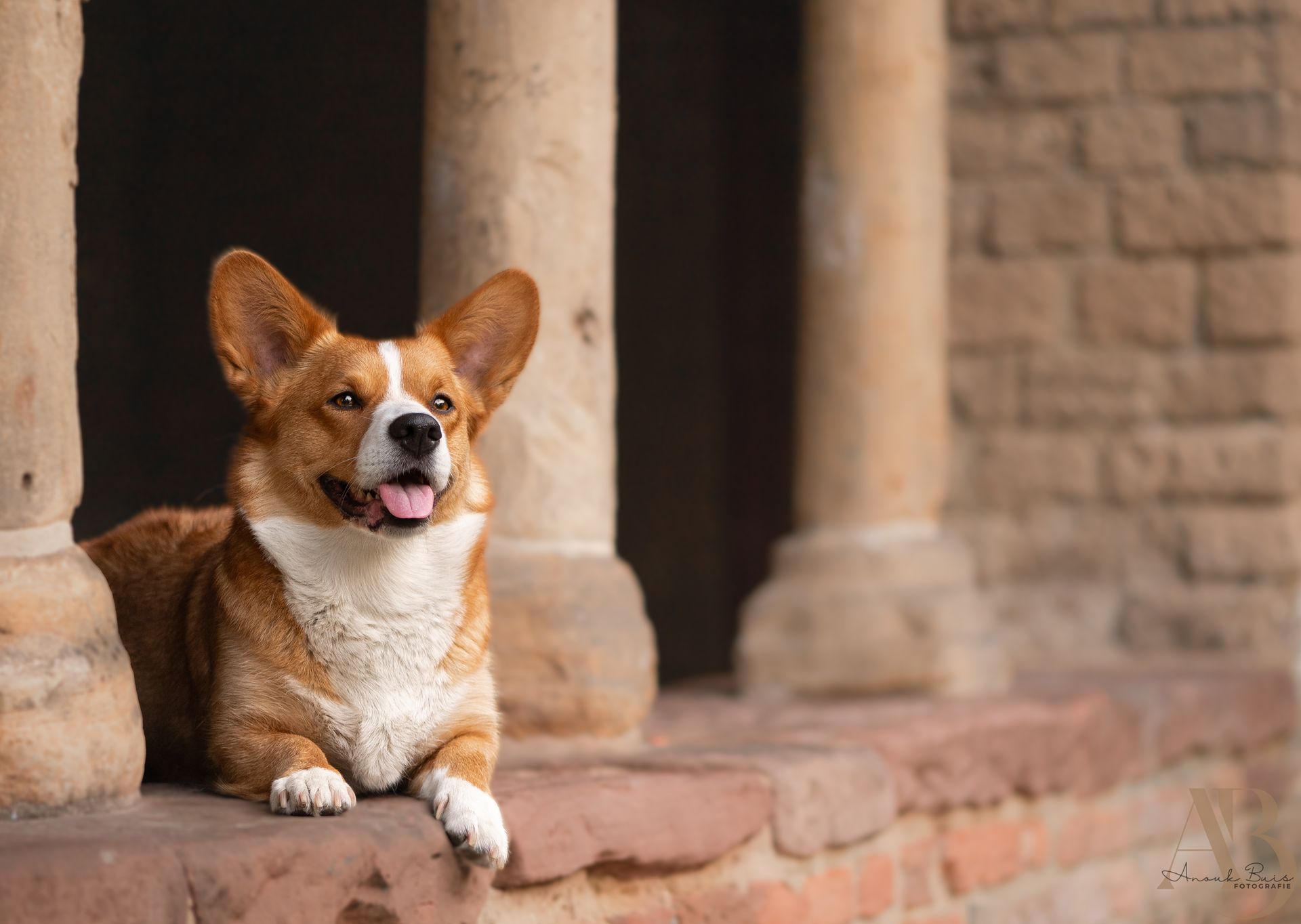 hondenfotografie
anouk buis fotografie