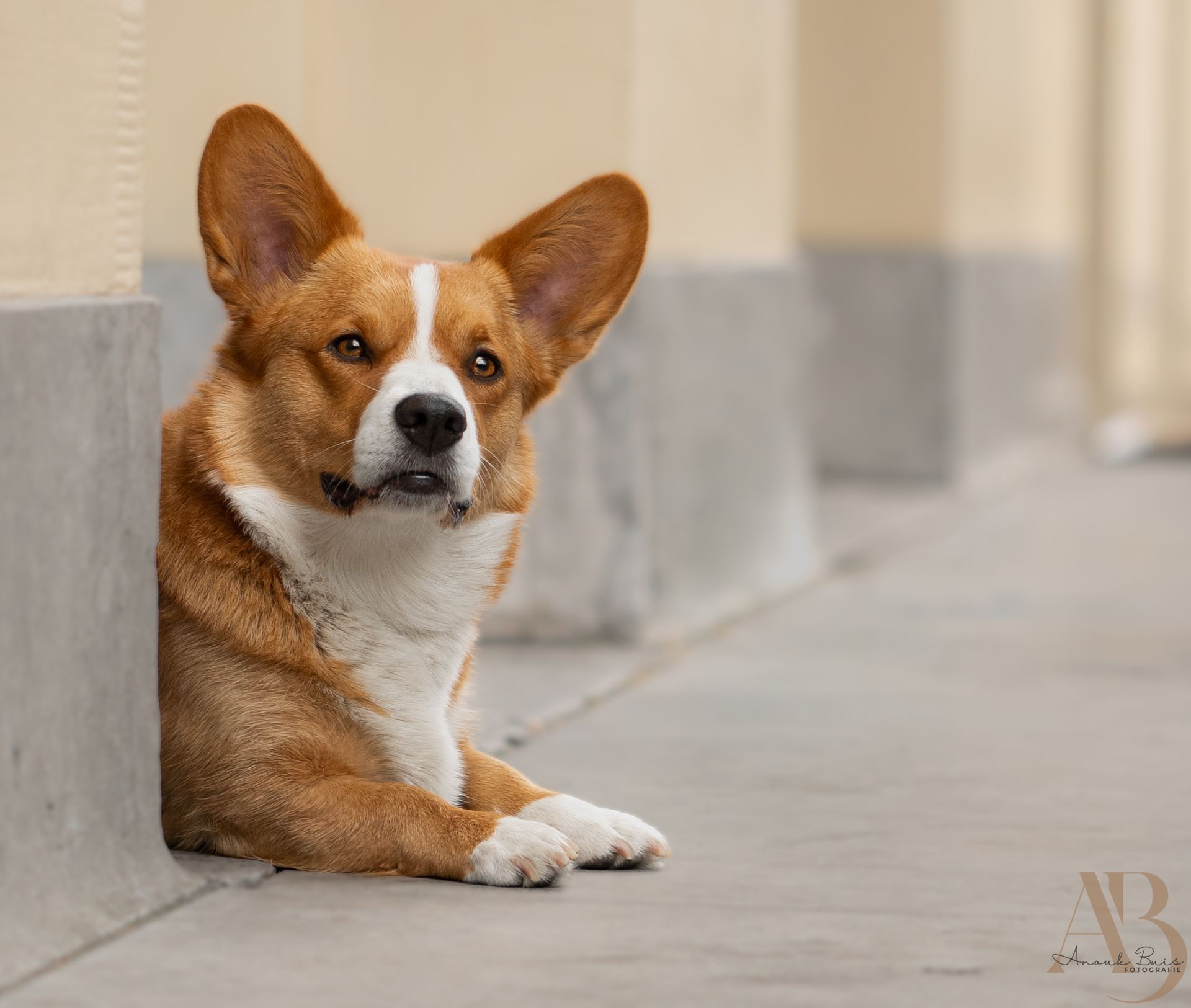 hondenfotografie
anouk buis fotografie