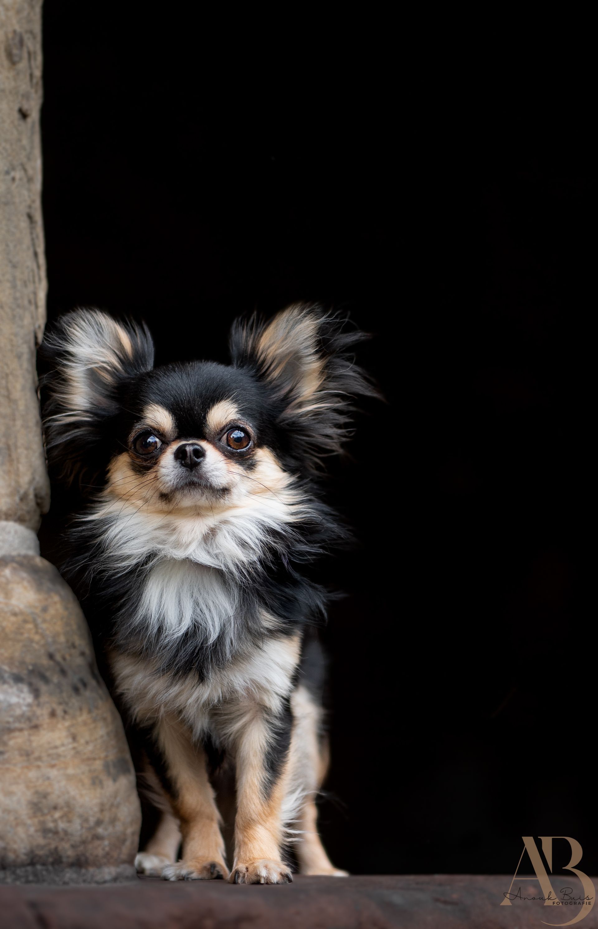 hondenfotografie
anouk buis fotografie
fotoshoot honden
