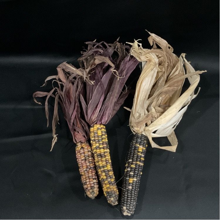 Drective Dried Corn