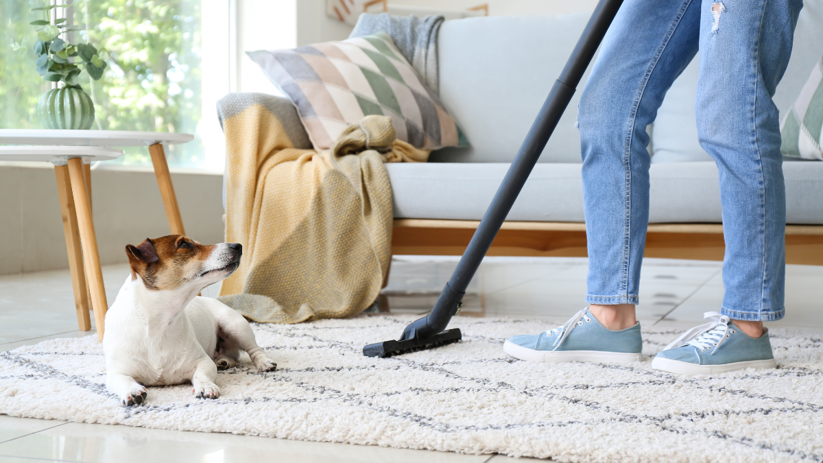 Total Clean cleaner is vacuuming a rug in a living room while a dog looks on.