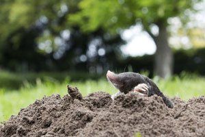 Mole emerging from hill
