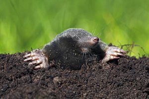 Mole burrowing through garden