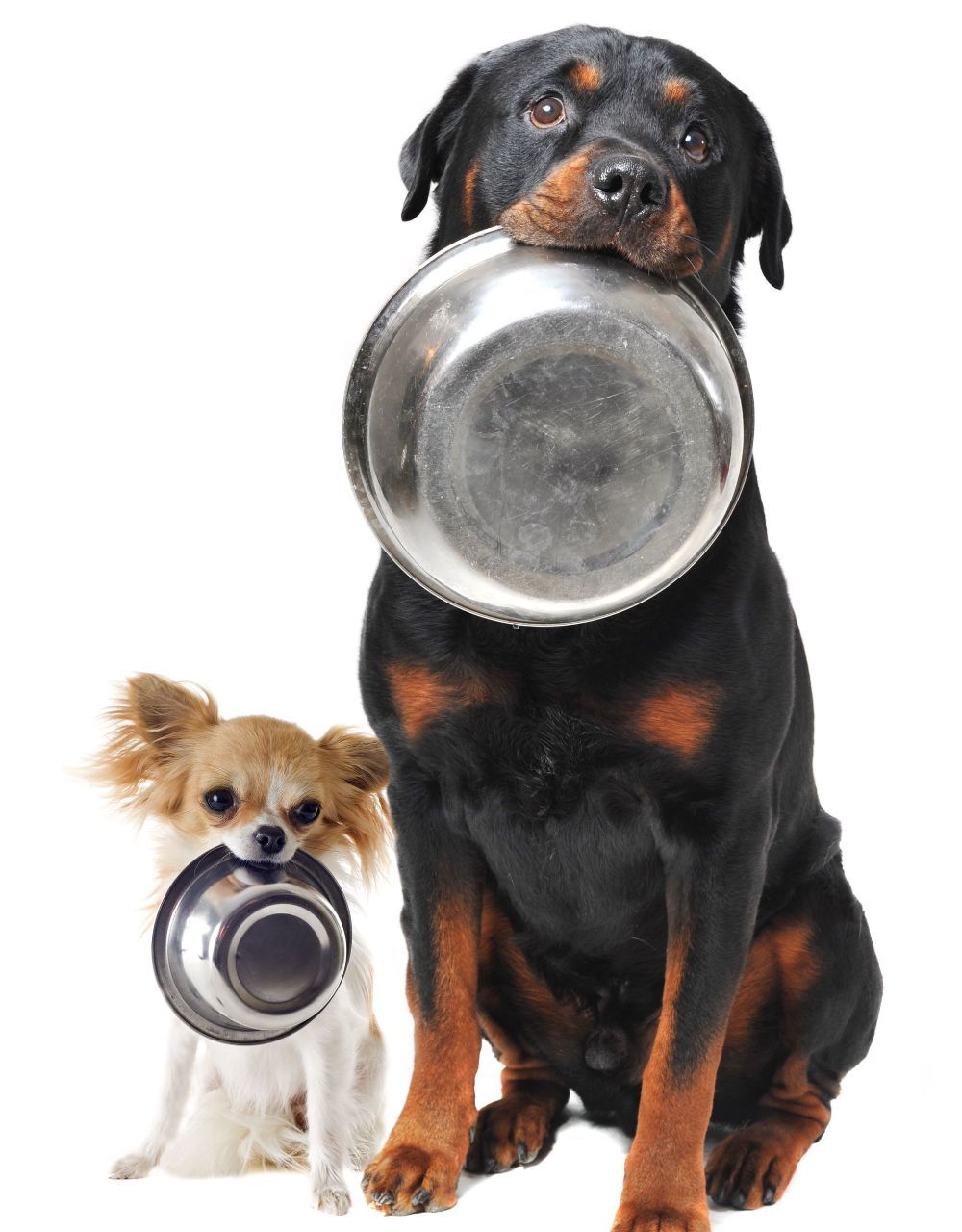 A dog is holding a bowl in its mouth next to another dog