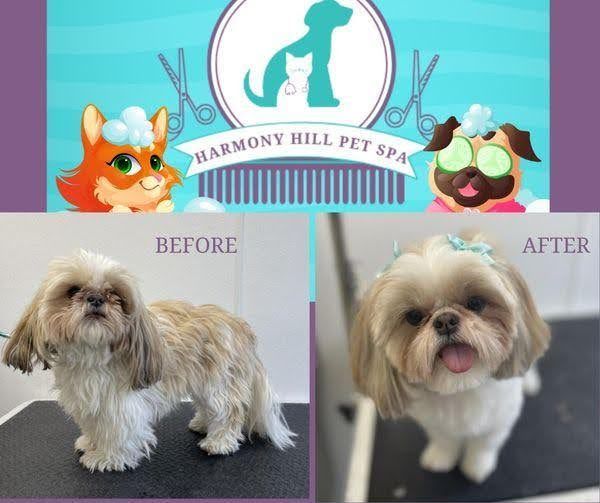 Harmony Hill Animal Hospital Grooming Before/After Image Gallery