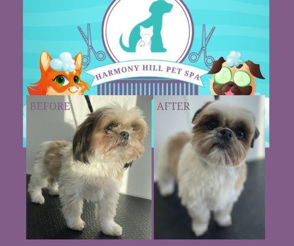 Harmony Hill Animal Hospital Grooming Before/After Image Gallery