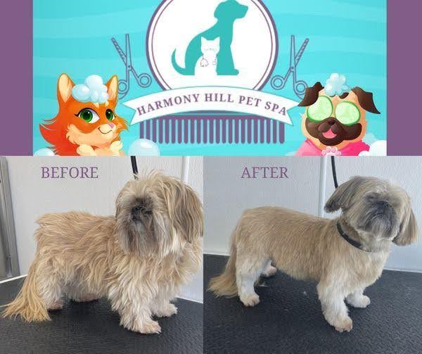 Harmony Hill Animal Hospital Grooming Before/After Image Gallery