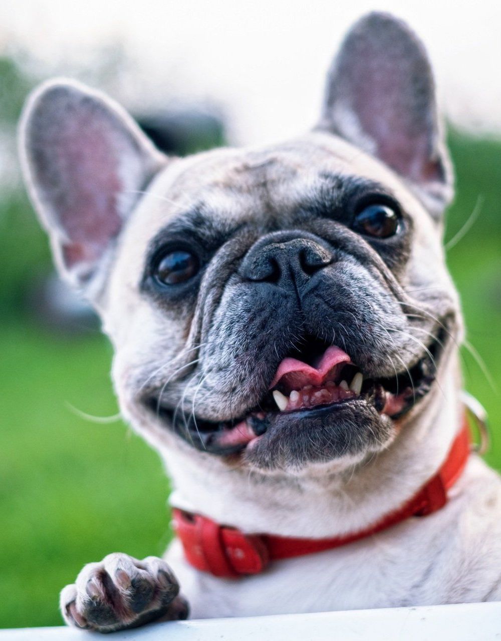 A close up of a french bulldog wearing a red collar