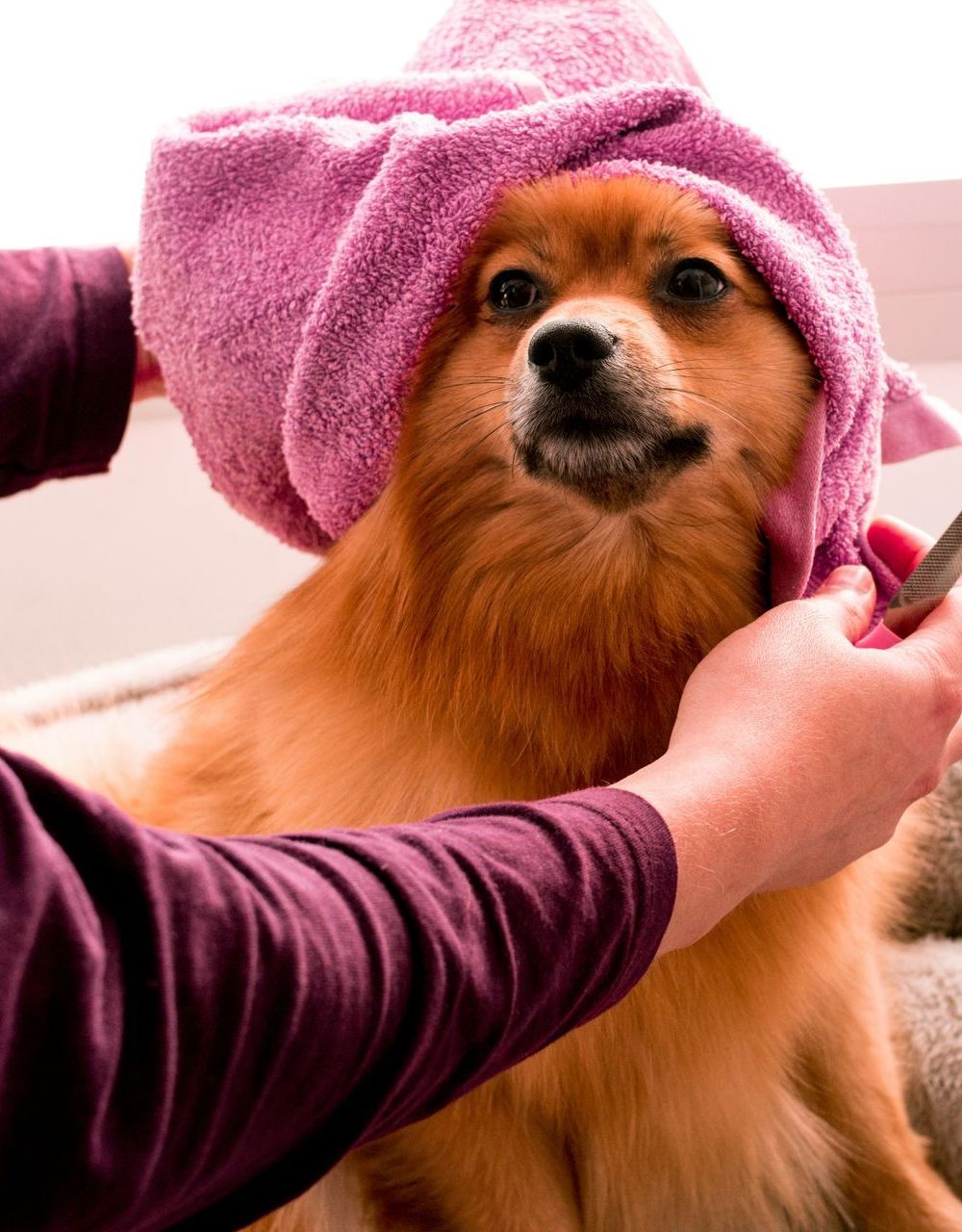 A dog with a pink towel wrapped around its head