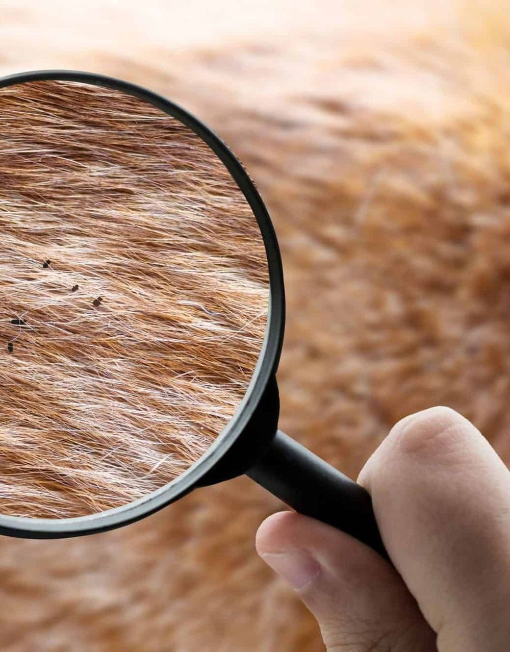 A person is holding a magnifying glass over a dog 's fur.