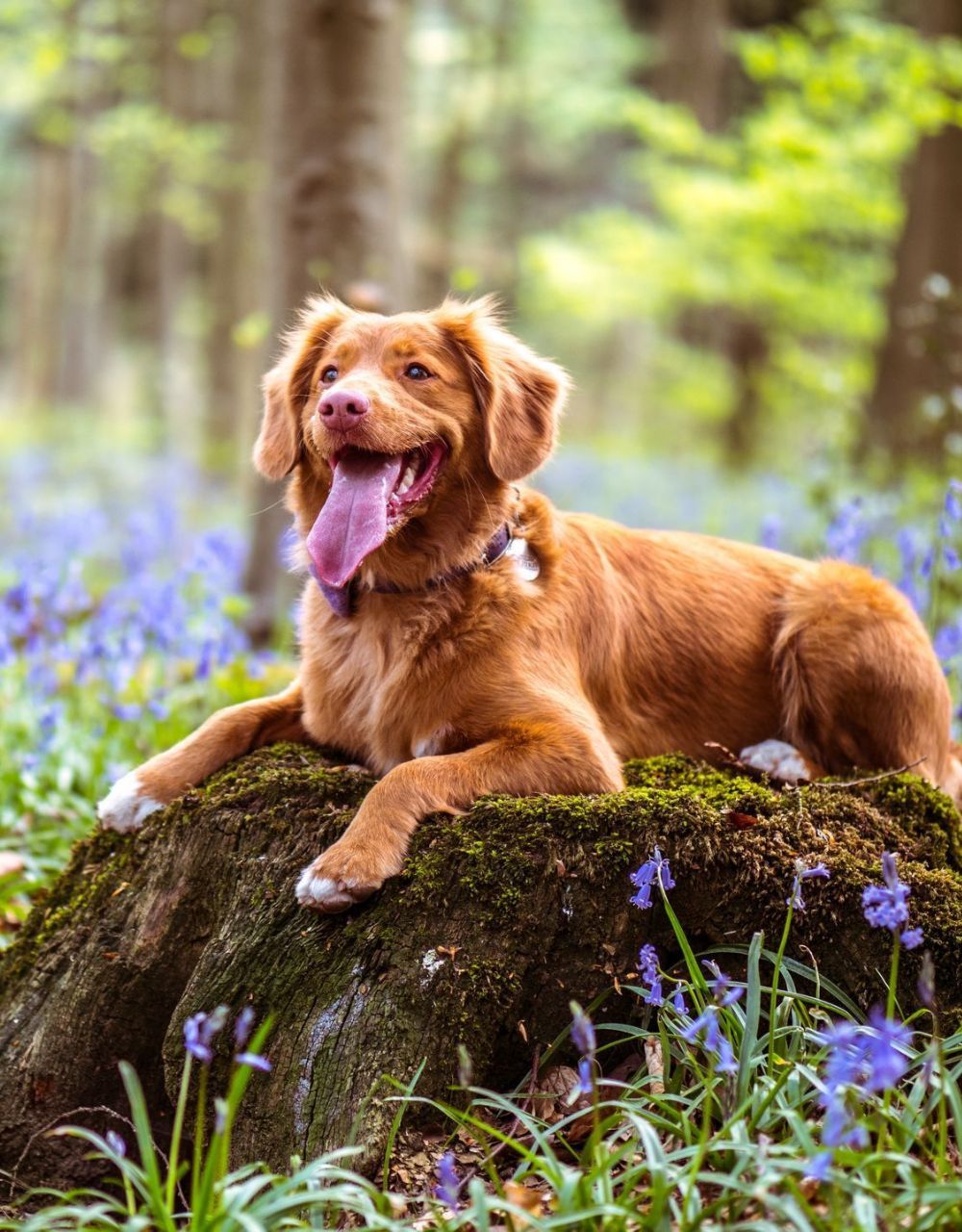 A brown dog is laying on a tree stump in the woods surrounded by bluebells.