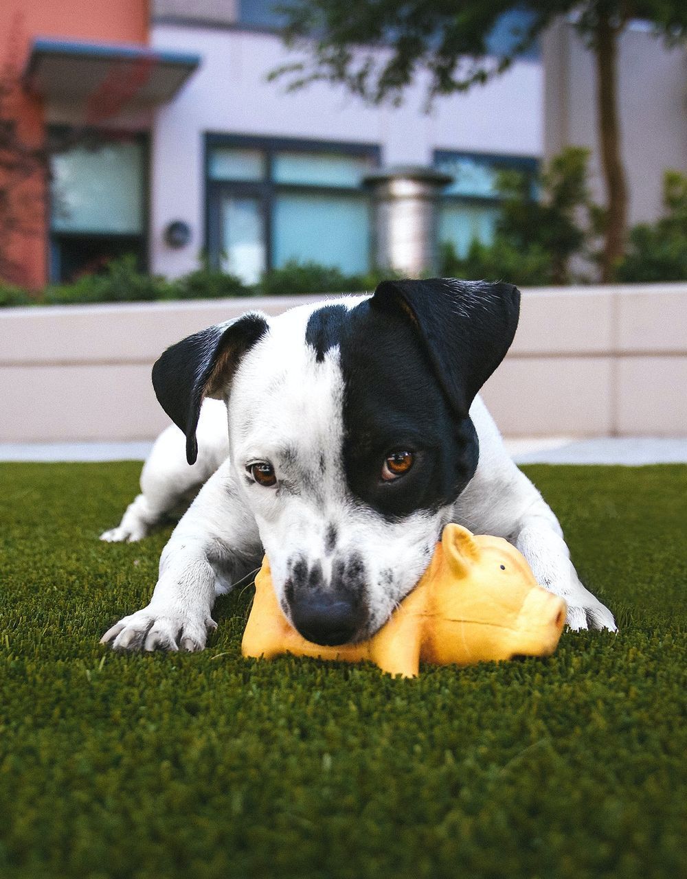 A black and white dog is laying on the grass with a yellow piggy bank in its mouth.