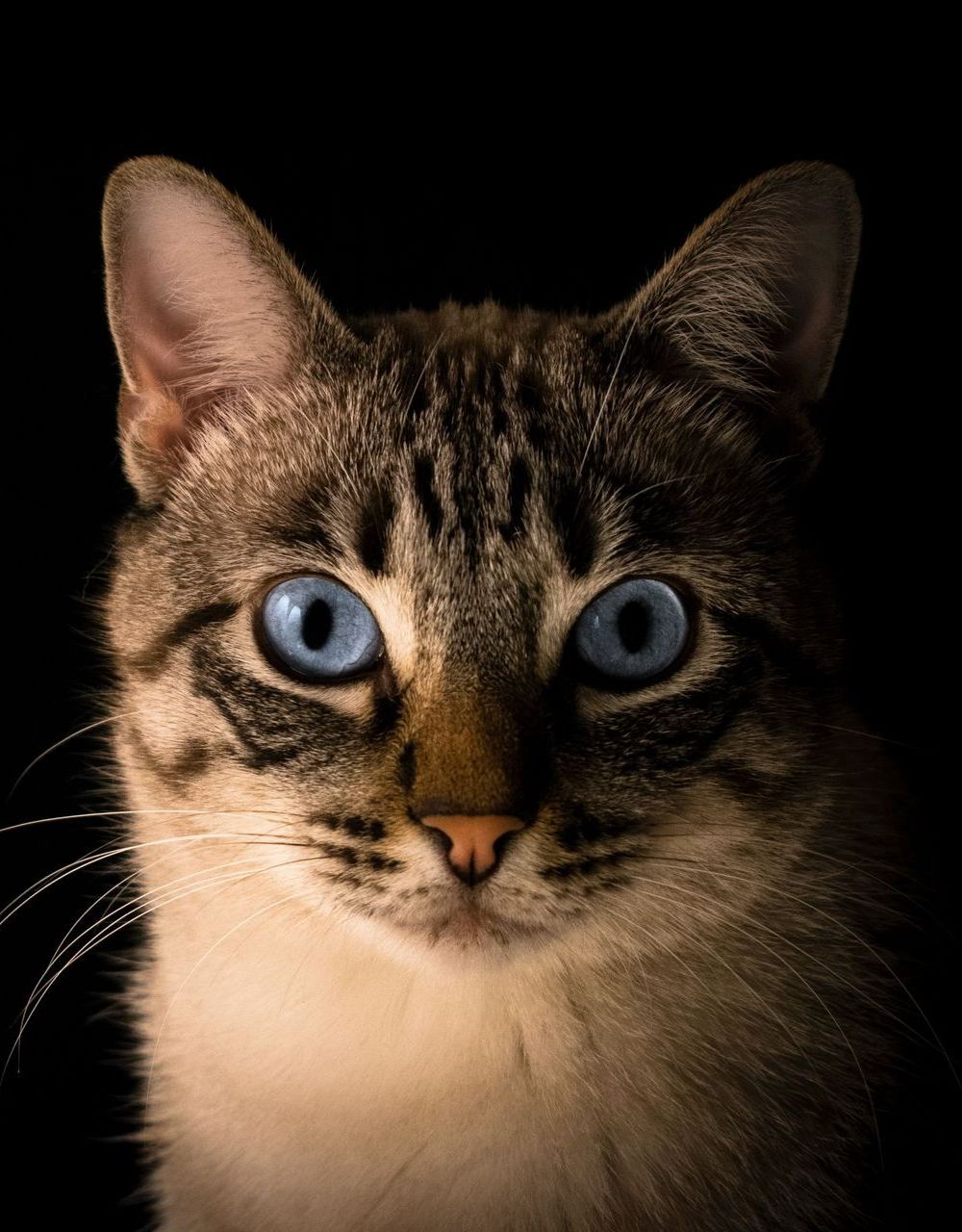 A close up of a cat 's face with blue eyes on a black background.