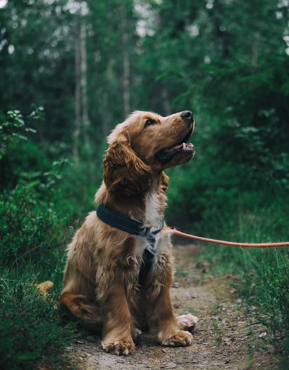 A cocker spaniel puppy is sitting on a leash in the woods.