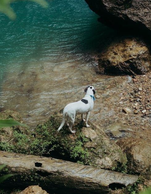 A white dog is standing on a rock near a body of water.