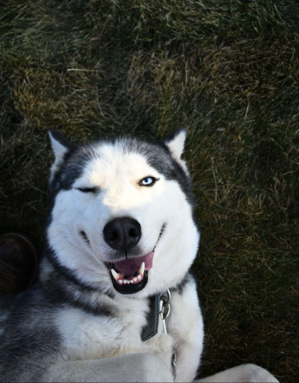 A husky dog is laying in the grass and smiling.