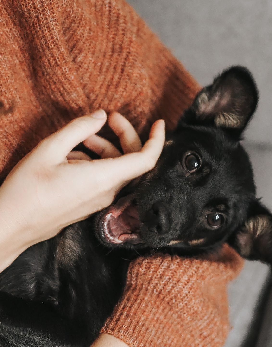 A person is petting a black dog on their lap.