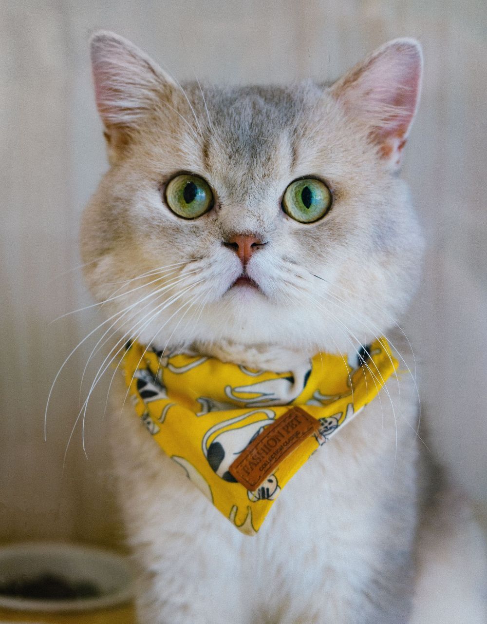 A close up of a cat wearing a yellow bandana