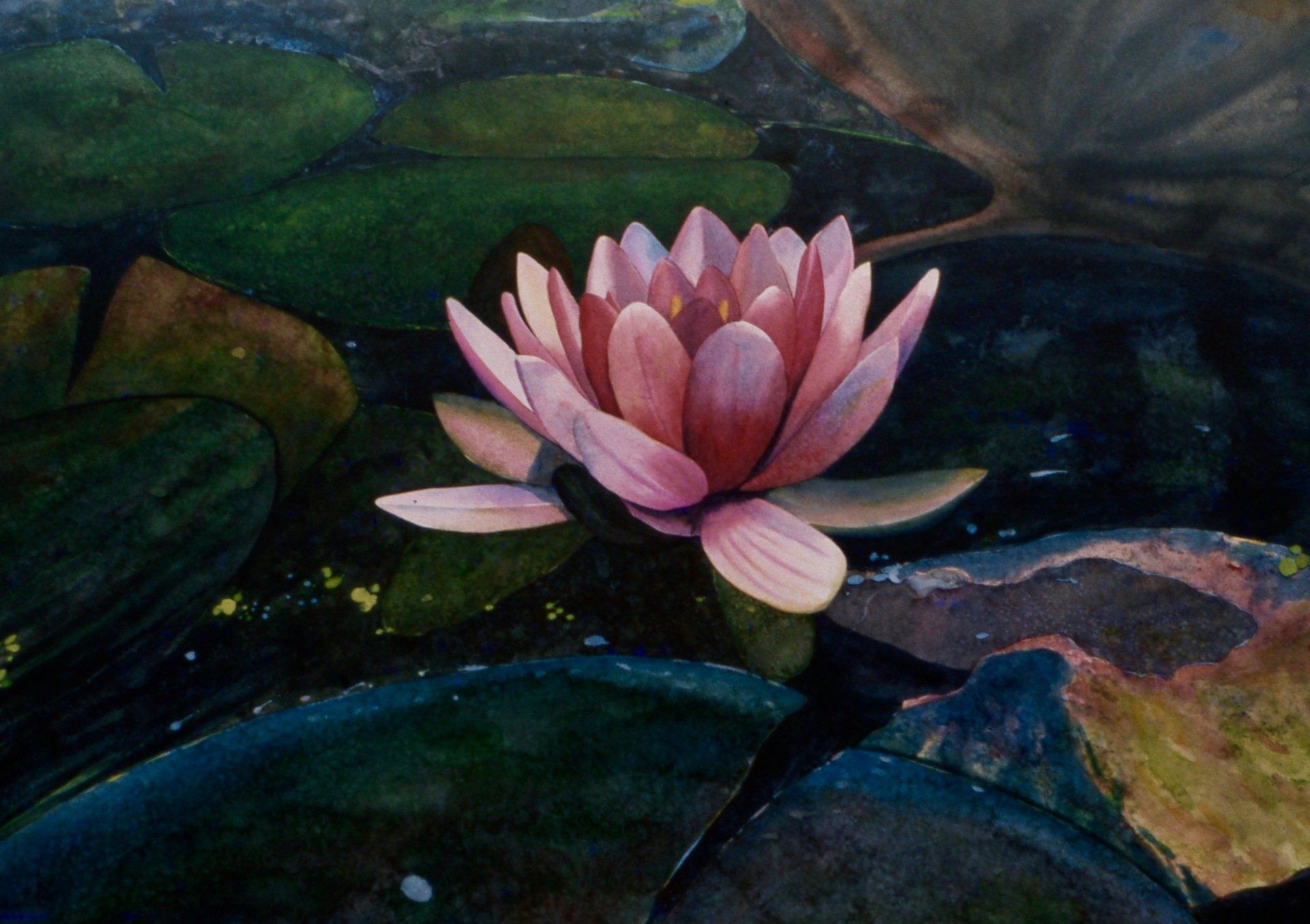 A painting of a pink water lily in a pond