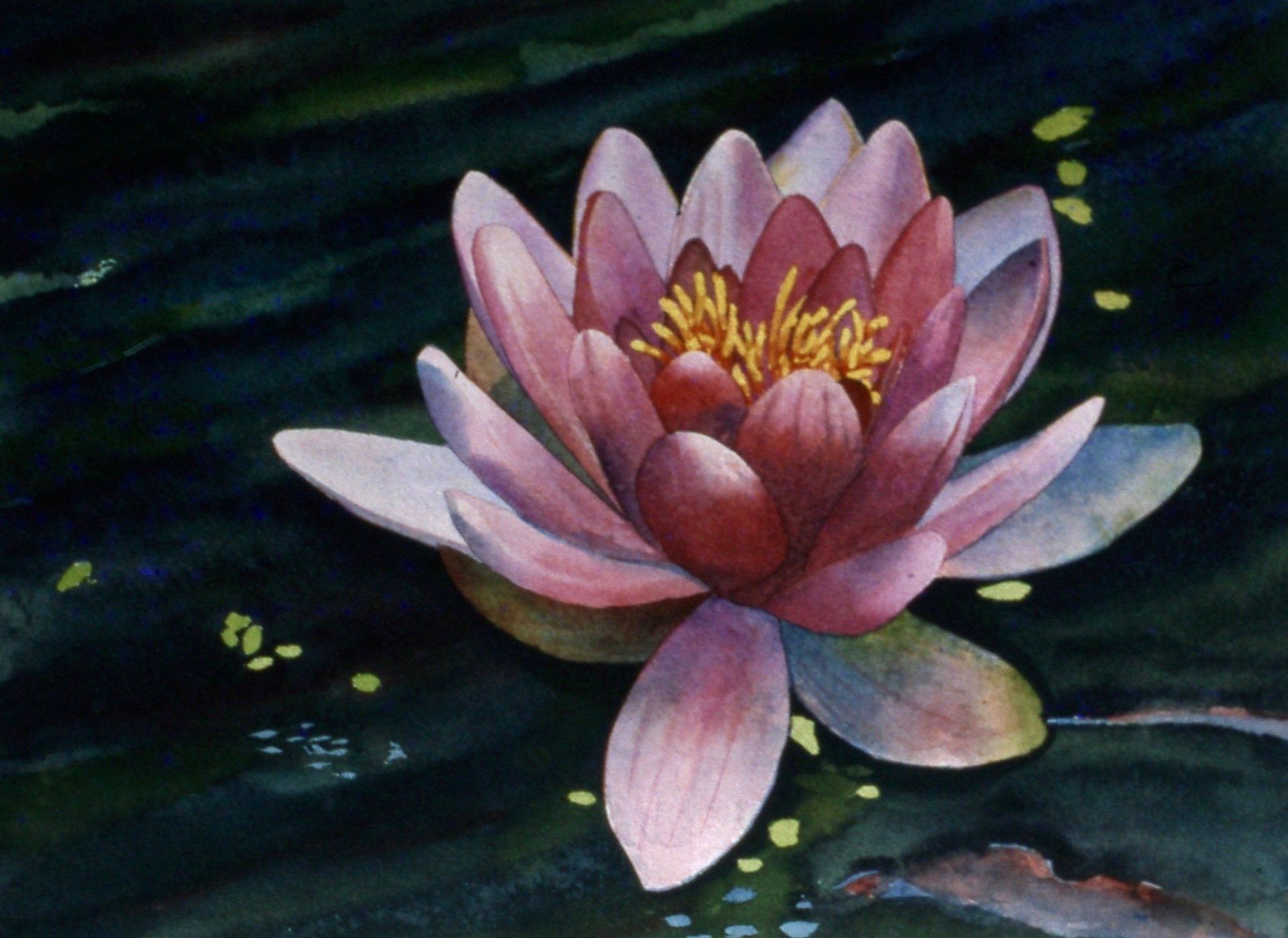 A painting of a pink water lily in a pond