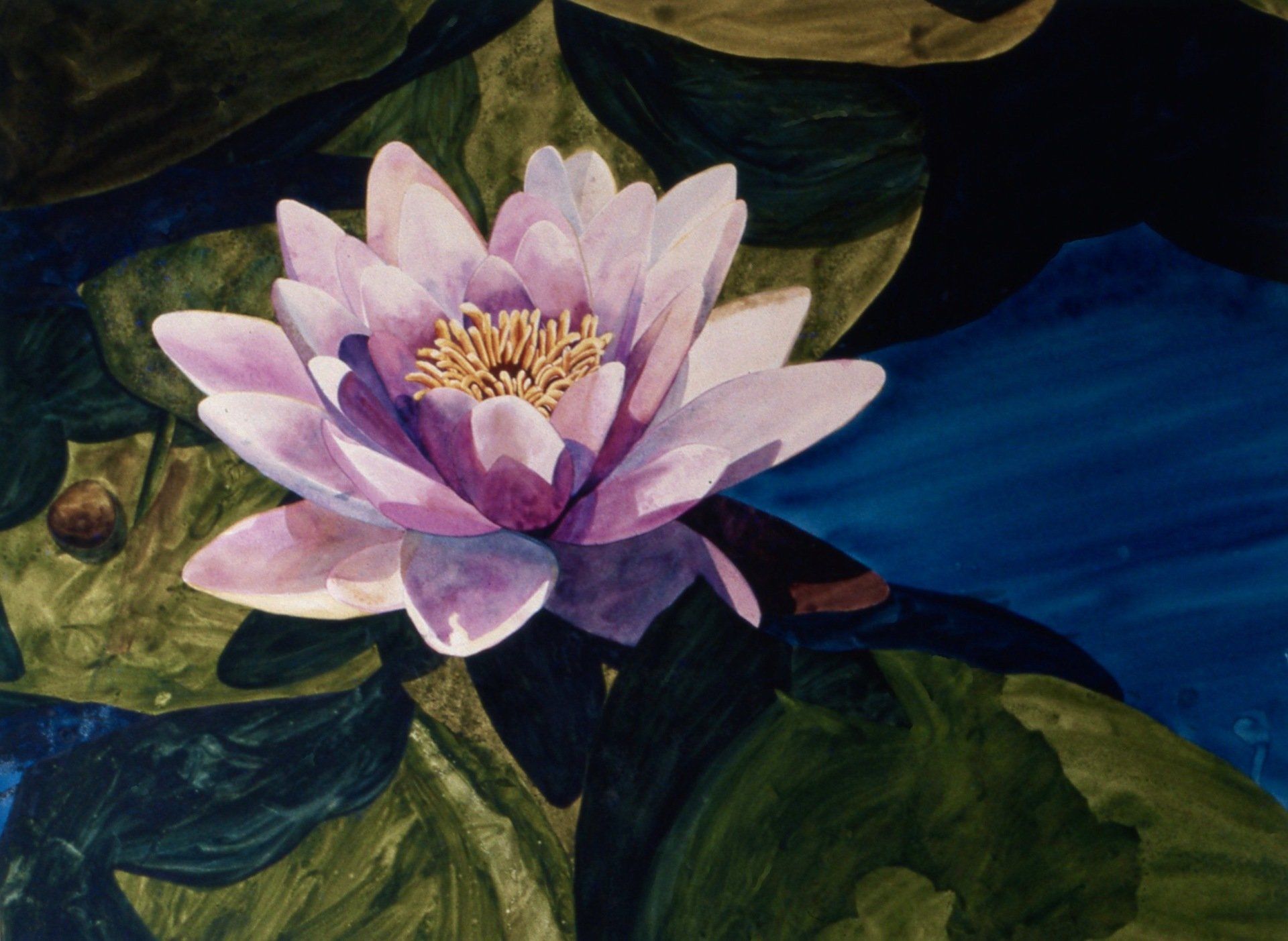 A painting of a pink water lily in a pond