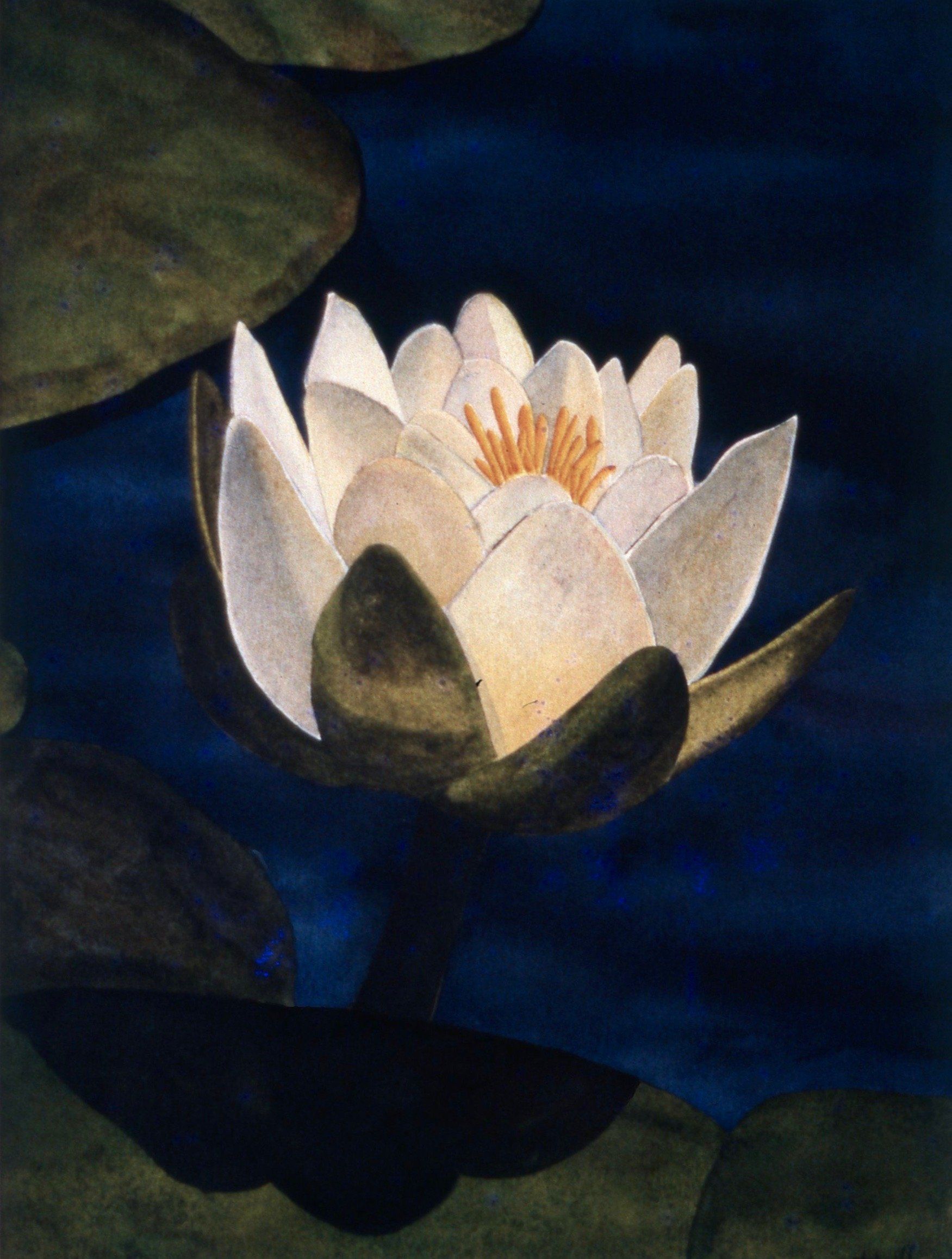 A painting of a white flower with a yellow center