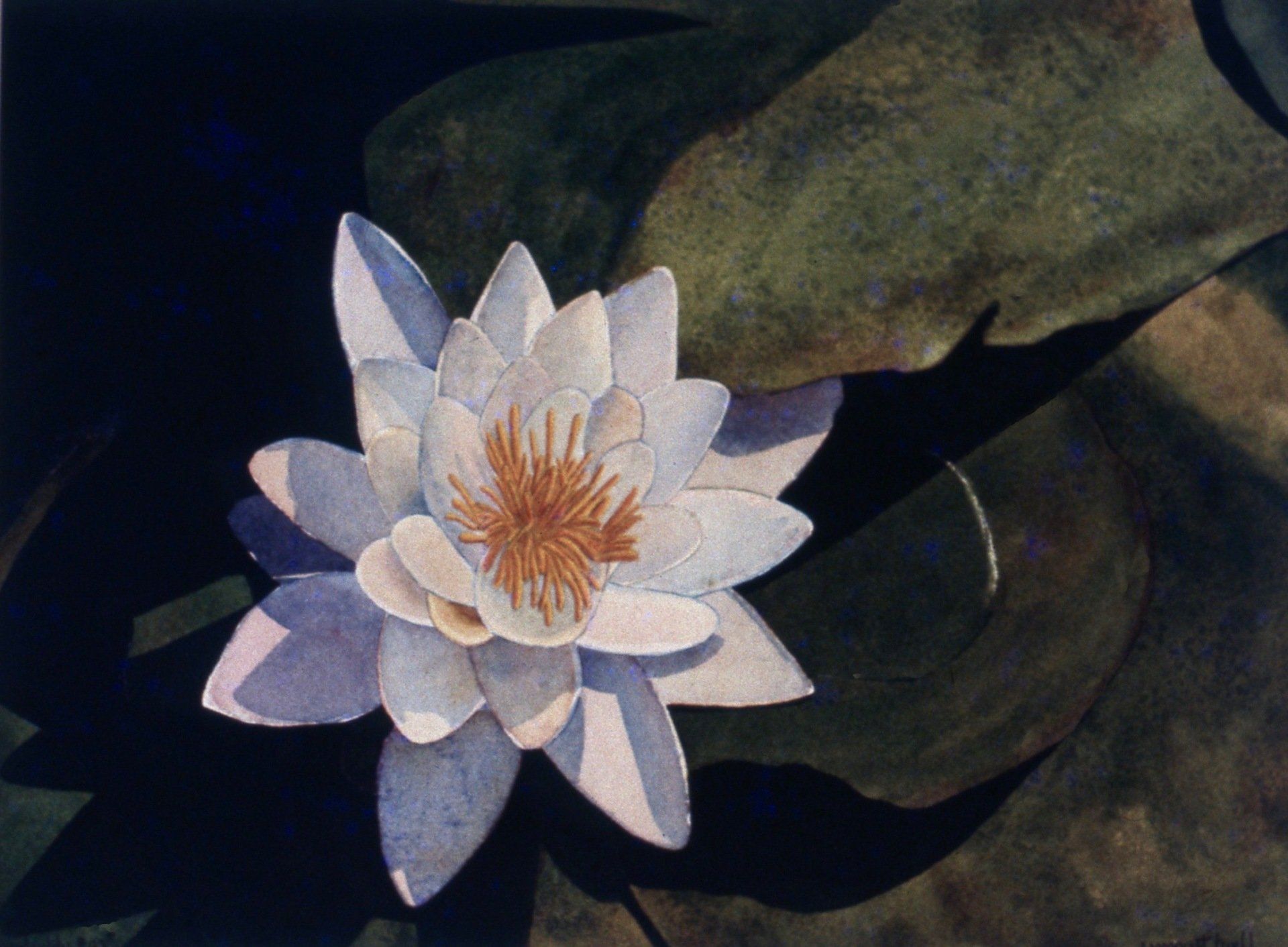 A painting of a purple water lily with a yellow center