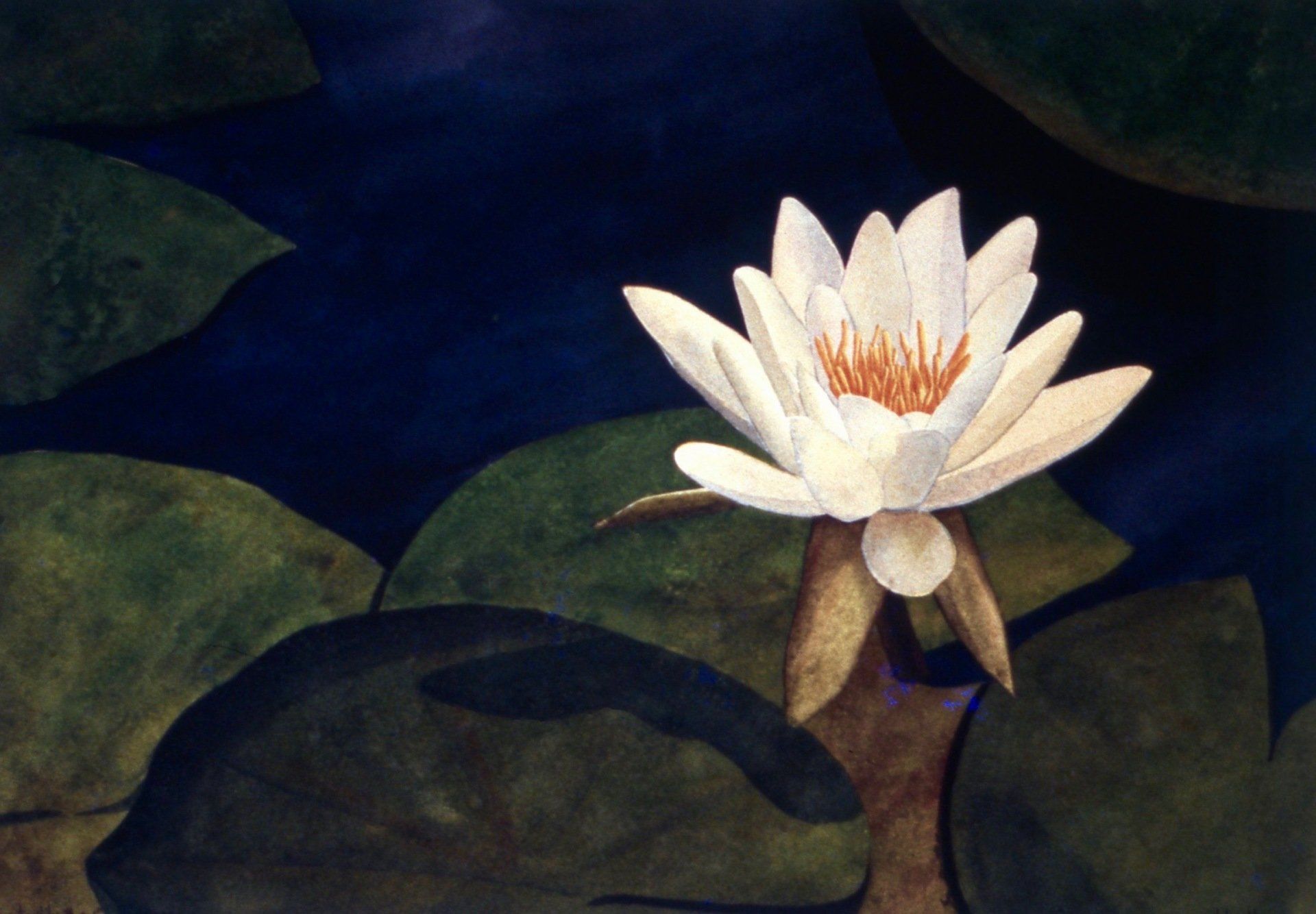 A painting of a white lotus flower in a pond