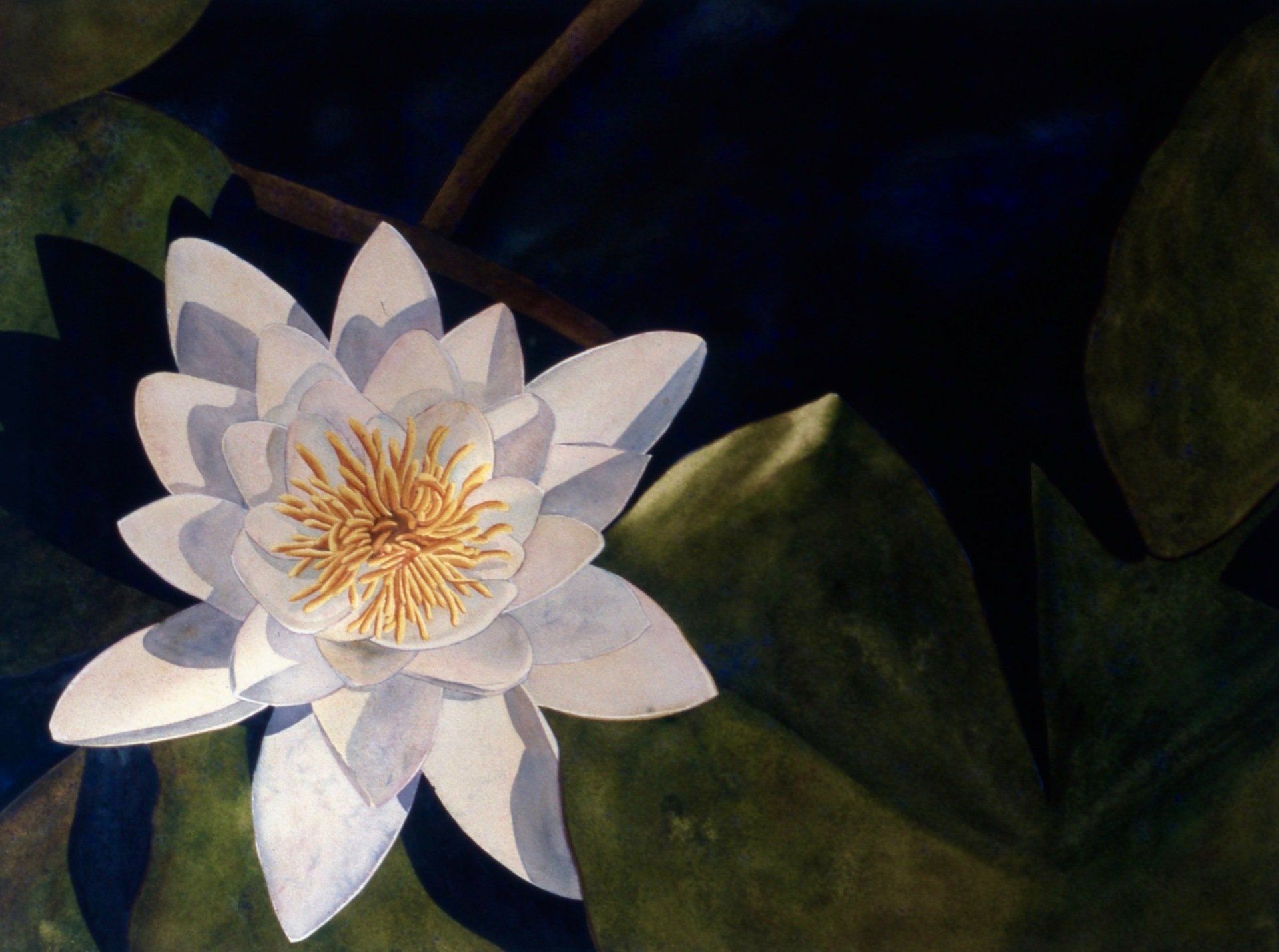 A white flower with a yellow center is surrounded by green leaves