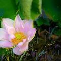 A close up of a pink flower with a yellow center surrounded by green leaves.