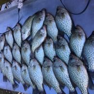 crappie