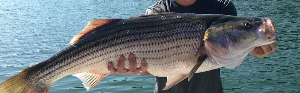 fisherman holding fish