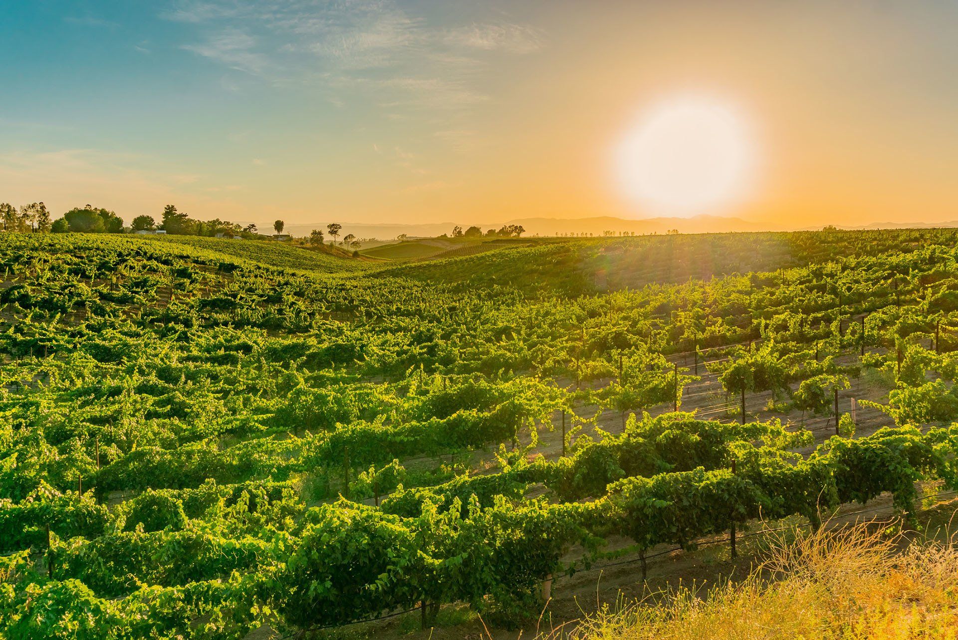 Vineyard at Dusk — Temecula, CA — Copeland and Benner CPA