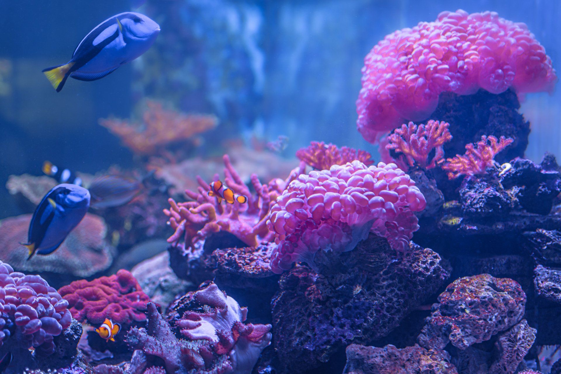 Spacious Fish Tanks — Honolulu, HI —  Moanalua Pets