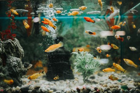 Small Fish in Tank — Honolulu, HI —  Moanalua Pets