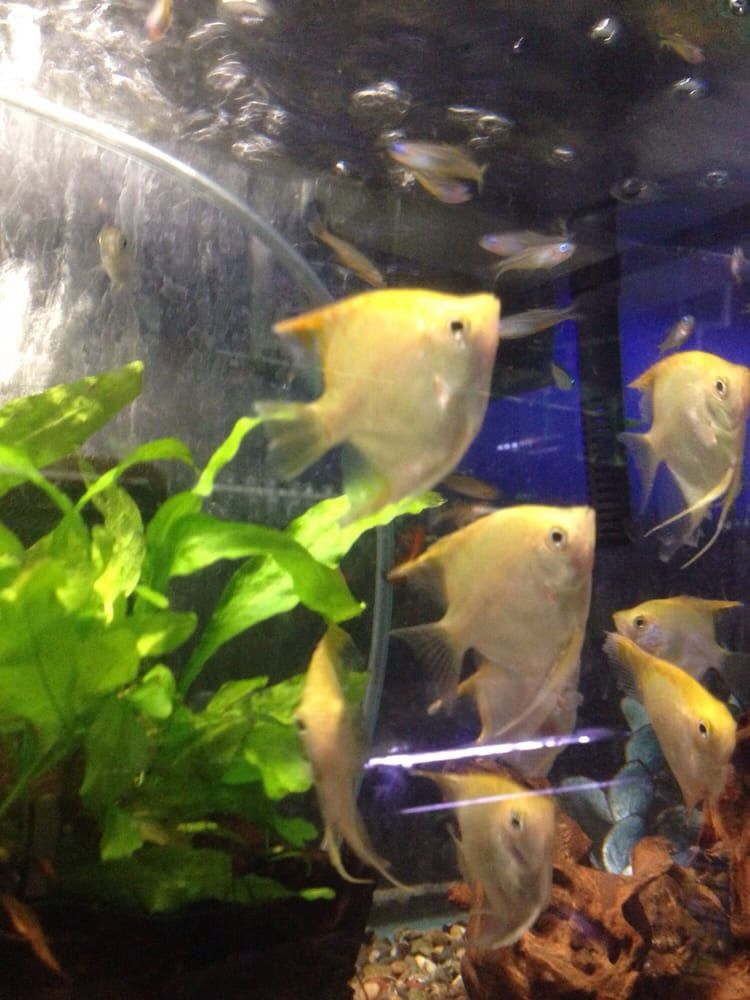 Group of Fish — Honolulu, HI —  Moanalua Pets