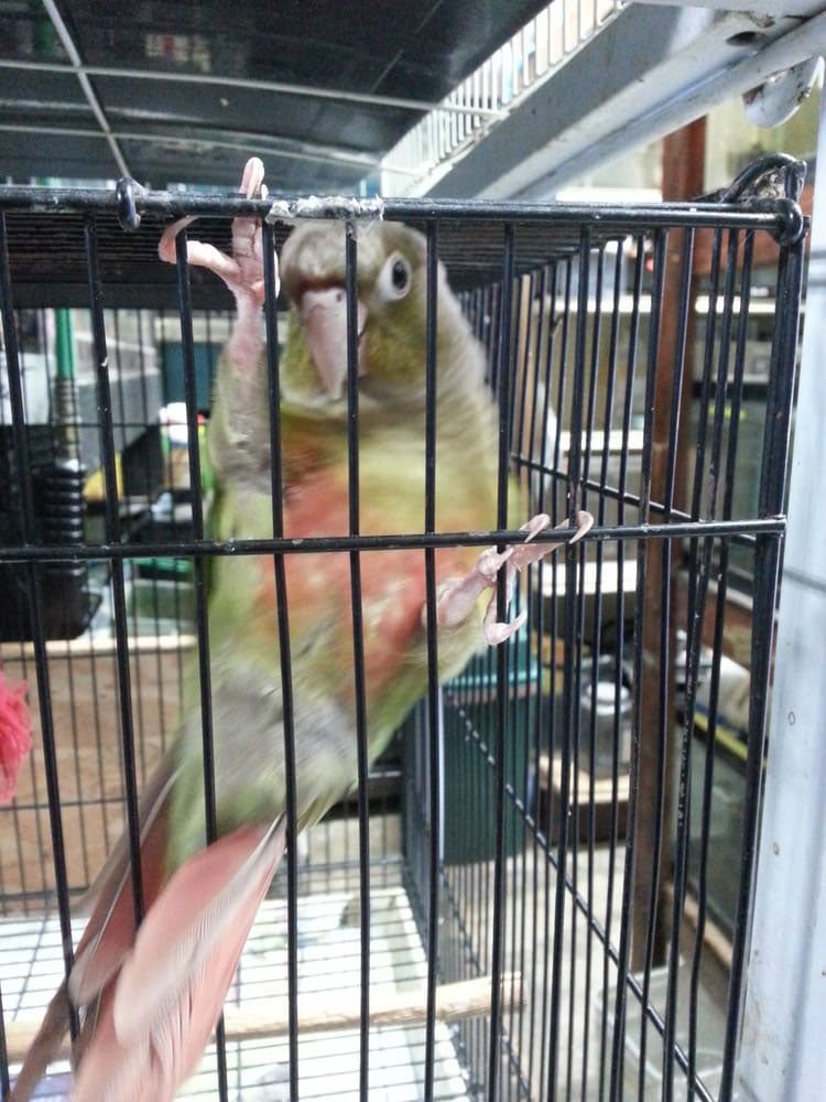 Parrot in a Cage — Honolulu, HI —  Moanalua Pets