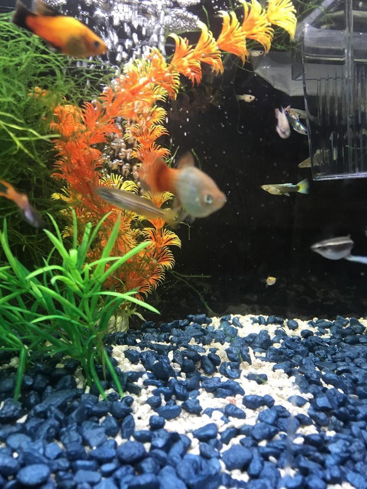 Fish in a Tank — Honolulu, HI —  Moanalua Pets