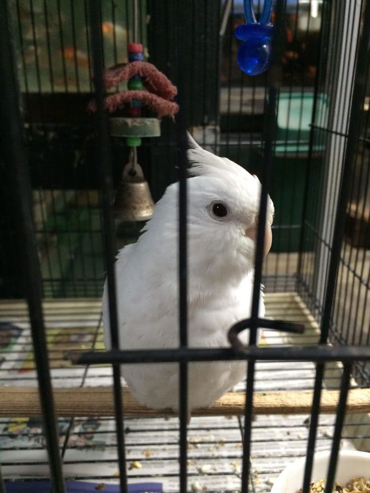 White Parrot — Honolulu, HI —  Moanalua Pets