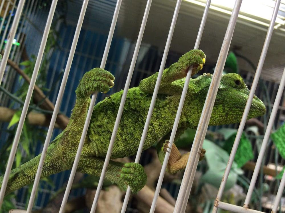 Chameleon — Honolulu, HI —  Moanalua Pets