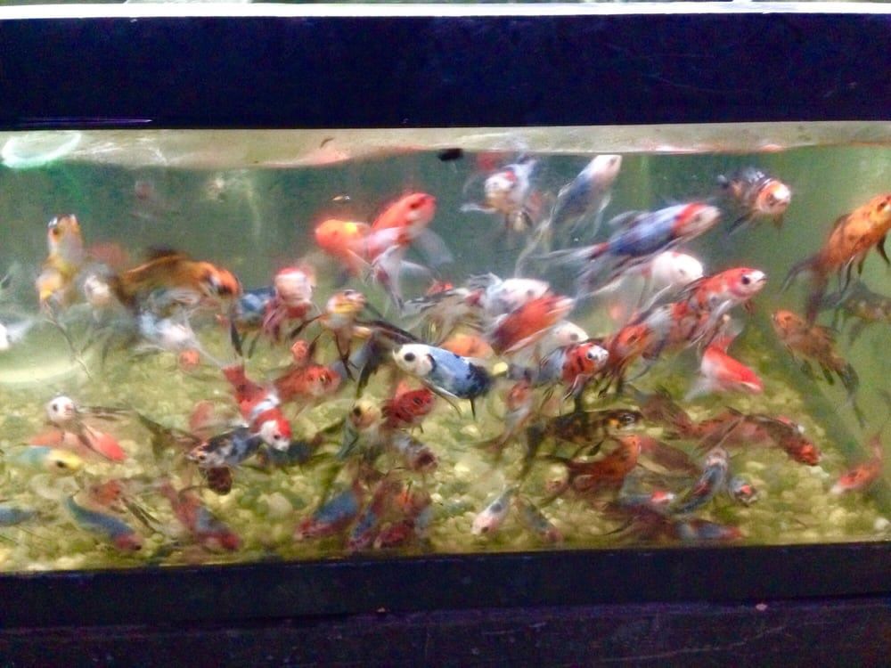 Tank of Fish — Honolulu, HI —  Moanalua Pets
