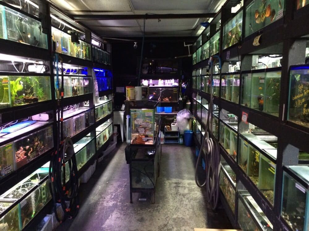 Fish Selection — Honolulu, HI —  Moanalua Pets