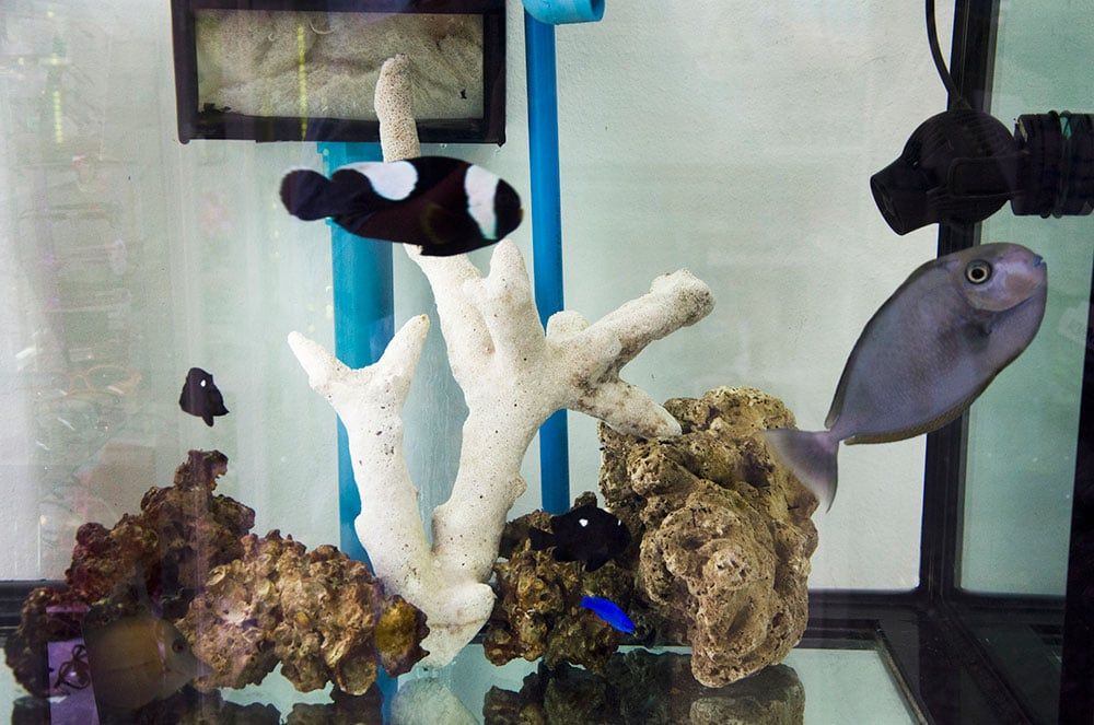 Fish in Aquarium — Honolulu, HI —  Moanalua Pets