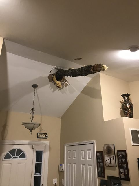 a tree branch sticking through the ceiling of a house